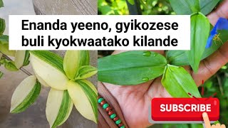 Eddagala lino liyitibwa enanda tosubwa emigaso naddala gwe alina bizinensi