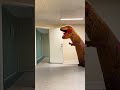 Jurassic Park: At Home