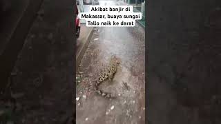 Buaya sungai tallo naik ke darat