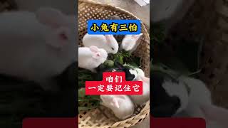 #兔子养殖 #rabbit #肉兔养殖 #兔子养殖 #肉兔养殖 #科学养兔