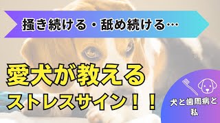 【犬と歯周病と私】愛犬が教えてくれるサイン！身体を掻く・舐める原因と解決策