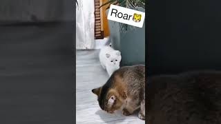 അച്ചൊടാ പാവം.. #funny cats 😍😍 #cat #cute #funny