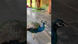 A peacock’s tail is over 60% of its body length—but it’s all for the show! #peacockdance #peacock