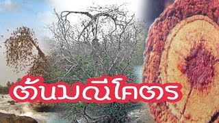 🔴ต้นมณีโคตร ต้นชี้ตายปลายชี้เป็น มีต้นเดียวในโลก ที่ สปป.ลาว