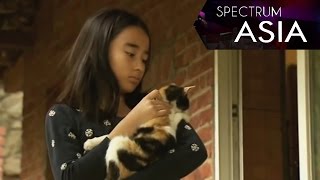 Spectrum Asia — A Rainforest Dream 09/25/2016 | CCTV