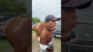 SAPI JUMBO DIPAKSA LEWAT JALAN SEMPIT😱 #ngeri #sapi #jumbo #sapisuper #viral #shorts #fyp