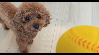 【トイプードルの子犬】家の中でボール遊び。気楽に始めたもののコロンは真剣顔！