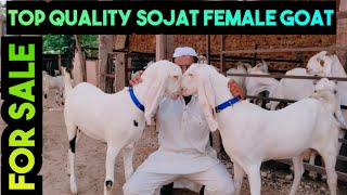 Quality Sojat Female Goats for Sale at Ramzan Goat Farm.