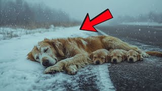 Abandoned in the Freezing Snow with 4 Puppies, She Lowers Her Head, Hoping for Mercy...