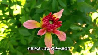 小丽花需要经常浇水吗？如何养护才好