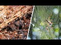 Ants & Orb Weavers | Ant Walk