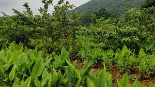 Turmeric Cultivation at Dona Eco Farms