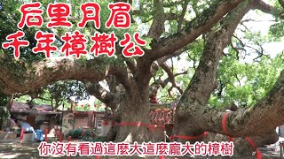 后里月眉 千年樟樹公