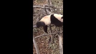 Young Panda Tumbles Around Enclosure