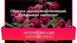 Обрезка адениумов/плюмерий. Показываю наглядно.