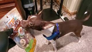 CHEWY.COM DOG TOYS AND DOG TREATS (EPISODE 2839) UNBOXING VIDEO