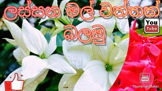 My Flower Garden /ලස්සන මල් වත්තක් බලමු