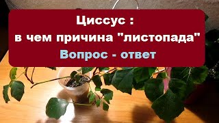 Циссус  :  в чем причина \