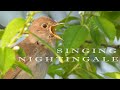 Bird sounds Nightingale chirping and singing