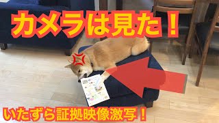 【柴犬】監視カメラをセットしたら衝撃の瞬間が撮れました！