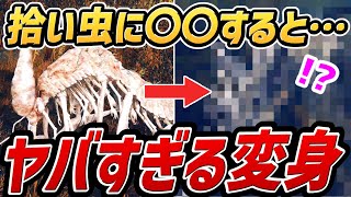 【エルデンリング DLC】拾い虫に〇〇すると・・・ヤバすぎる変身！！！【小ネタ・検証】