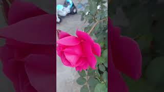 Mygarden #beutiful rose 🙏💞