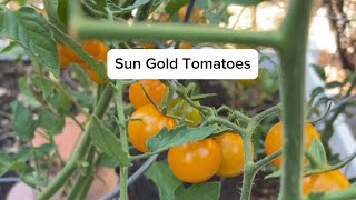 Sun Gold Tomatoes | Are They Worth the Hype?