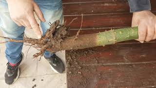 PALO BORRACHO  CEIBA LA SACAMOS DEL SUELO PARA EN UN FUTURO SEA UN BONSAI