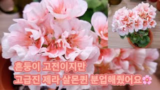 2024.05.22 삽목화분에살던 유럽제라 살몬퀸