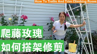 [ENG SUB] 爬藤玫瑰如何搭架如何修剪 How To Trellis And Trim Climbing Roses