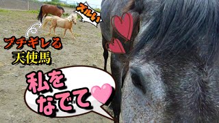 『アナタだけズルい💢』他の馬を撫でたら、小さな天使馬が嫉妬して突撃してきました…。【ツルマルボーイ様のシモベ】