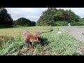 人懐っこいタヌキ君たち　横浜市に出現！