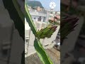 growing dragon fruit bud to flower time lapses#urban garden#telugu