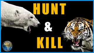 The Only Four Animals That Hunt Humans  - (a response)