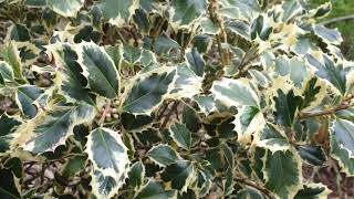 Ilex aquifolium 'Variegatum' cesmína ostrolistá