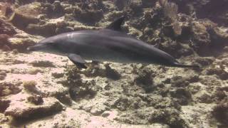 Dolphins at Sachwa Abu Galawa