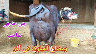 حاجی محمدشاہد407گ ب | 2بھینسیں1گائے برائےفروخت24فروری Pure Nili Ravi Buffalo For Sale on Eitfaaq