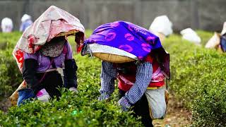 劉玉芳〈耕種个阿爸  Old Pa Farming〉Official Music Video