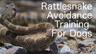 RattlesnakeDog.com: Rattlesnake Avoidance Training for Dogs