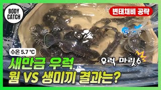 [변태채비 공략방법] 저수온기 새만금 우럭낚시는 무조건 이 미끼를 사용하세요. #변태채비 #새만금 #우럭낚시