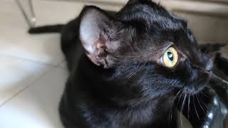 Kara Kedi Loki | Oyun Zamanı 😸 ( Bombay Cat )