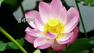 삶을 변화시키는 3초의 비밀 (연꽃)