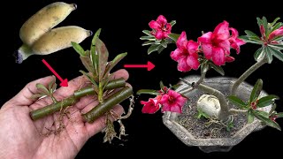 Try propagating Adenium plants with this new method, 100% successful | How to grow any plant