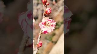 紅梅Red plum blossoms＃紅梅＃花＃梅#Red plum blossoms#Flowers#Music