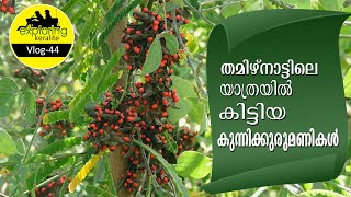 Abrus Precatorius Seeds | #seed #kunnikuru #poison