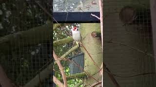 Major Goldfinch Singing | Aviary Birds