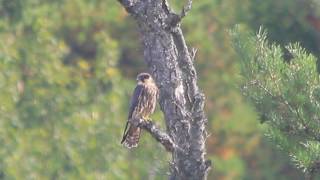 Hobby - Falco subbuteo with young feeding