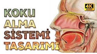 Koku Alma Sistemindeki Tasarım I 4K