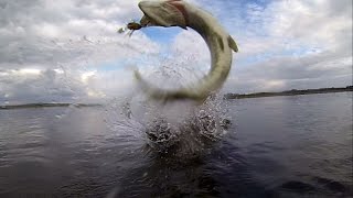 How to catch pike fish with Shinmushi a cicada lure. Topwater attacks. Рыбалка щука атакует цикаду.