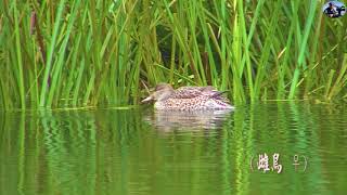 小水鴨(Green Winged Teal):2021新編台灣野鳥集錦.冬候鳥.(Wild Birds of Taiwan)